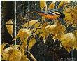 Cottonwood Gold by John Seerey-Lester Limited Edition Print