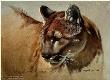 Cougar Head Study by John Seerey-Lester Limited Edition Print
