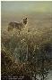 Dawn On Marsh Coyote by John Seerey-Lester Limited Edition Print