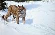 First Tracks Cougar by John Seerey-Lester Limited Edition Print