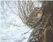Hiding Place Owl by John Seerey-Lester Limited Edition Print