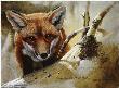 Red Fox Kit Study by John Seerey-Lester Limited Edition Pricing Art Print