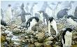 Spring Flurry Penguins by John Seerey-Lester Limited Edition Print