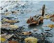 Treading Thin Ice by John Seerey-Lester Limited Edition Print