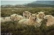 Tundra Family Wolves by John Seerey-Lester Limited Edition Print