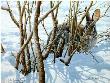 Winter Hiding Cottontl by John Seerey-Lester Limited Edition Print