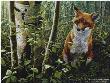 Young Explorer Red Fox by John Seerey-Lester Limited Edition Print