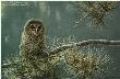 Out On Limb Young Owl by John Seerey-Lester Limited Edition Pricing Art Print