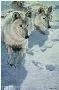 Sisters Arctic Wolv by John Seerey-Lester Limited Edition Print