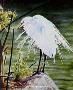 A Great Egret by Gary R Johnson Limited Edition Pricing Art Print