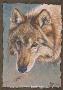 A Wolf Named Red by Gary R Johnson Limited Edition Print