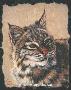 Bobcat by Gary R Johnson Limited Edition Pricing Art Print