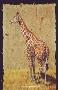 Giraffe by Gary R Johnson Limited Edition Pricing Art Print