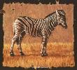 Plains Zebra by Gary R Johnson Limited Edition Pricing Art Print