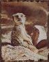 Meerkat by Gary R Johnson Limited Edition Print
