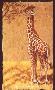 Reticulated Giraffe by Gary R Johnson Limited Edition Pricing Art Print