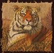 A Regal Bengal by Gary R Johnson Limited Edition Print