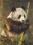 Panda by Gary R Johnson Limited Edition Print