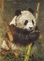 Panda by Gary R Johnson Limited Edition Pricing Art Print