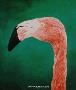 Flamingo by Gary R Johnson Limited Edition Print