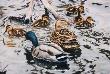 Mallard Family by Gary R Johnson Limited Edition Print