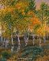 Fall Colors by Gary R Johnson Limited Edition Pricing Art Print