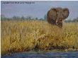 Zambezi Eleph To Rivr by Larry Waggoner Limited Edition Print