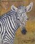 Young Zebra by Larry Waggoner Limited Edition Print