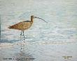 Long Billed Curlew by Larry Waggoner Limited Edition Print
