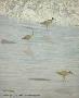 Willets Dodging Tide by Larry Waggoner Limited Edition Print