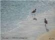Walking With Willets by Larry Waggoner Limited Edition Print