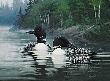Summer Common Loon by Michael Sieve Limited Edition Pricing Art Print
