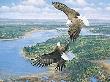 Sky Dancers Bald Eagle by Michael Sieve Limited Edition Print