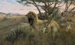 On The Plains Lions by Michael Sieve Limited Edition Print