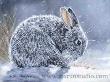 Cottontail by Victoria Wilson-Schultz Limited Edition Print