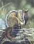 Bathtime Chipmunk by Victoria Wilson-Schultz Limited Edition Pricing Art Print