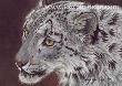 Snow Leopard by Victoria Wilson-Schultz Limited Edition Pricing Art Print
