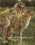 Princes Of Serengeti by Victoria Wilson-Schultz Limited Edition Print