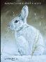 Snowbound by Victoria Wilson-Schultz Limited Edition Pricing Art Print