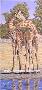 Courtship Giraffes by Victoria Wilson-Schultz Limited Edition Print