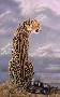 Cheetah King by Victoria Wilson-Schultz Limited Edition Pricing Art Print