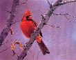 Hot Shot Cardinal by Daniel Smith Limited Edition Print