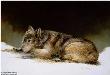 Timber Wolf Study Pair by Morten E Solberg Limited Edition Print