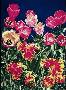 Tulipmania by Mary Weinstein-Backer Limited Edition Pricing Art Print