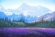 Denali Field Of Dreams by Shane Lamb Limited Edition Print