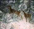 Flurries Whitetail by Linda Besse Limited Edition Print