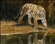 Tyger by Linda Besse Limited Edition Print