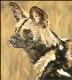 Cape Hunting Dog by Linda Besse Limited Edition Pricing Art Print