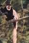 Colobus Monkey by Linda Besse Limited Edition Print