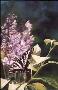 Swallowtail & Lilac by Linda Besse Limited Edition Print